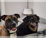 Small #45 Boxer Mix
