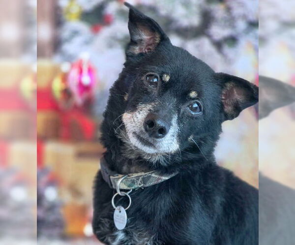 Medium Photo #2 Dachshund-Unknown Mix Puppy For Sale in Chino Hills, CA, USA