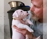 Small Photo #69 Dogo Argentino Puppy For Sale in JANE, MO, USA