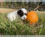 Small Photo #2 Poodle (Toy) Puppy For Sale in GRAHAM, NC, USA