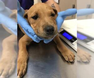 American Pit Bull Terrier-Labrador Retriever Mix Dogs for adoption in Conroe, TX, USA