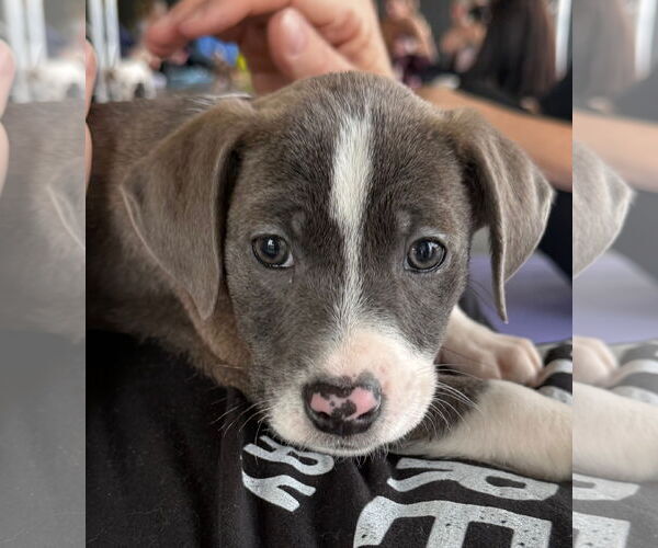 Medium Photo #4 American Pit Bull Terrier-Labrador Retriever Mix Puppy For Sale in GILBERTS, IL, USA