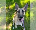 ASPEN - Female German Shepherd Dog Dog for Adoption - Small photo