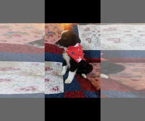 Australian Shepherd Puppy for sale in BLAND, MO, USA