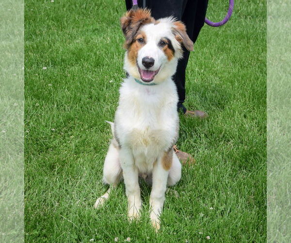 Medium Photo #3 Australian Shepherd Puppy For Sale in Huntley, IL, USA