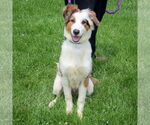 Small #2 Australian Shepherd