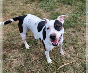 DELILAH(terrier) - Female Mutt Dog for Adoption - Photo #2