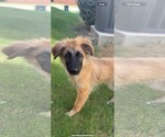 Small German Shepherd Dog Mix