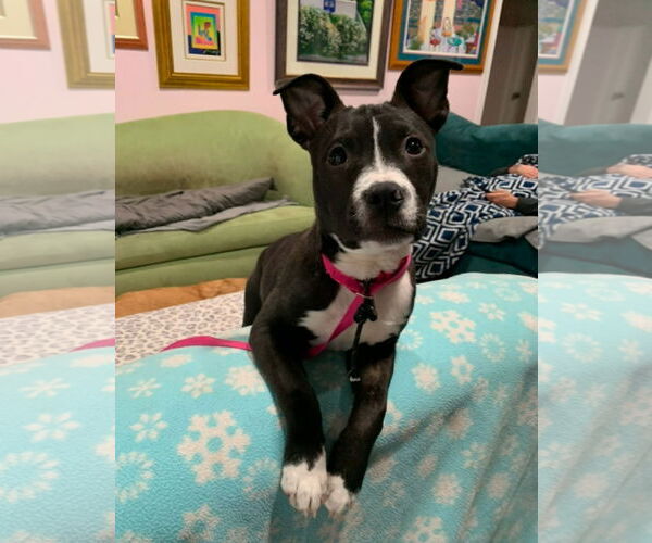 Medium Photo #3 Mutt Puppy For Sale in Euless, TX, USA