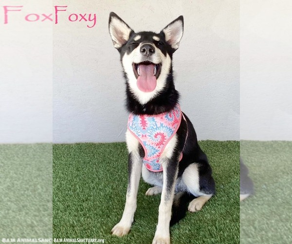Medium Photo #1 Miniature Pinscher-Siberian Husky Mix Puppy For Sale in San Diego, CA, USA