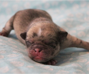 Pug Puppy for sale in Abilene, KS, USA