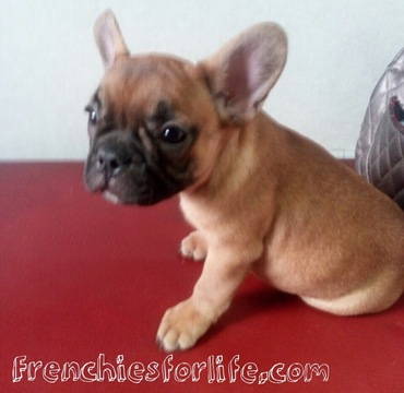Medium Photo #1 French Bulldog Puppy For Sale in LAKE WORTH, FL, USA