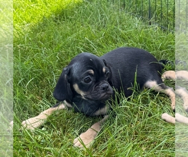 Medium Photo #1 Puggle Puppy For Sale in RAPID CITY, SD, USA