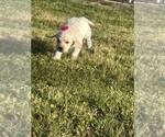 Small #6 Goldendoodle