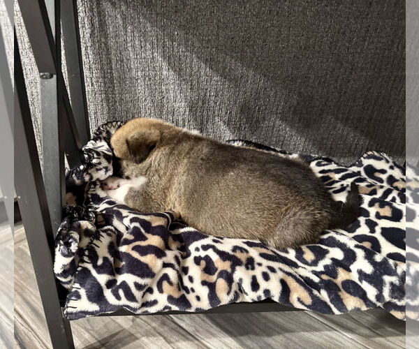 Medium Photo #3 German Shepherd Dog-Unknown Mix Puppy For Sale in The Woodlands, TX, USA