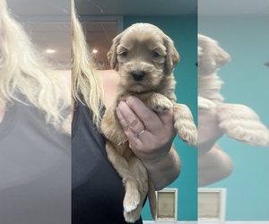 Goldendoodle Puppy for sale in NEWTON, NC, USA