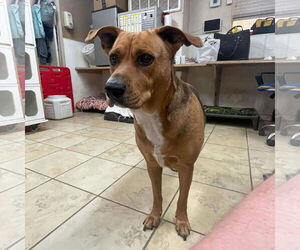 Mutt Dogs for adoption in El Centro, CA, USA