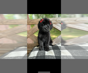 Goldendoodle Puppy for Sale in LA VERGNE, Tennessee USA