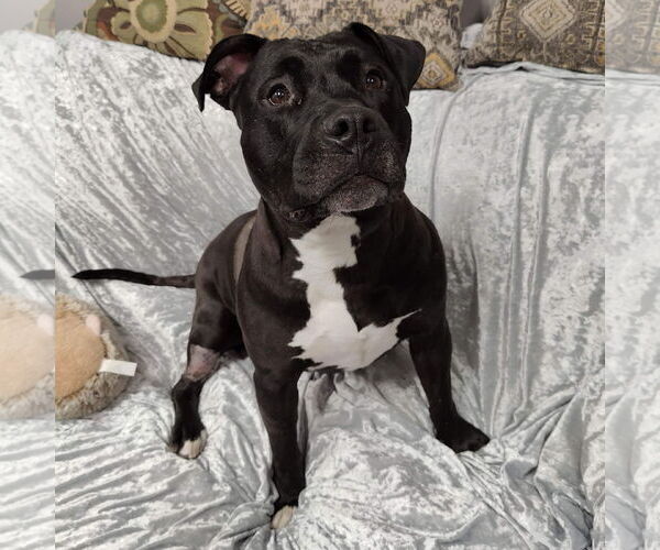 Medium Photo #7 American Pit Bull Terrier Puppy For Sale in St. Louis Park, MN, USA