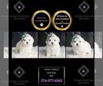 Puppy Sweet Donut Maltese