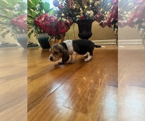 Beagle Puppy for Sale in WOODBRIDGE, Virginia USA