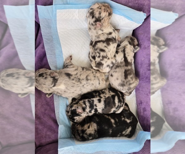 Medium Photo #2 French Bulldog Puppy For Sale in GLEN BURNIE, MD, USA