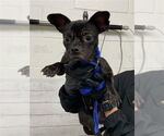Small Chihuahua Mix