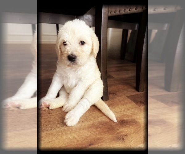 Medium Photo #21 Labradoodle Puppy For Sale in ADGER, AL, USA