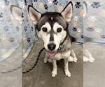 Small Siberian Husky