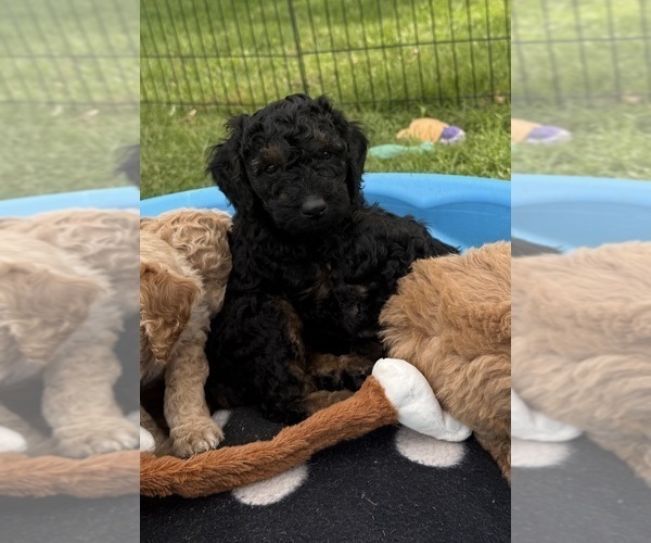 Medium Photo #2 Poodle (Miniature) Puppy For Sale in CONCORD, MN, USA