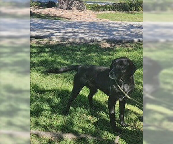 Medium Photo #1 Labrador Retriever-Unknown Mix Puppy For Sale in Frisco, CO, USA