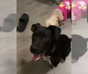 Shiitake (Woods Litter) - Male Labrador Retriever-Unknown Mix Dog for Adoption - Photo #3