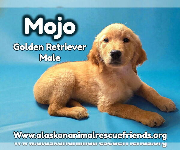 Medium Photo #2 Golden Retriever Puppy For Sale in Anchorage, AK, USA