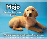 Small #1 Golden Retriever