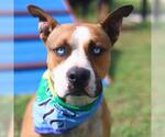 Small American Staffordshire Terrier Mix