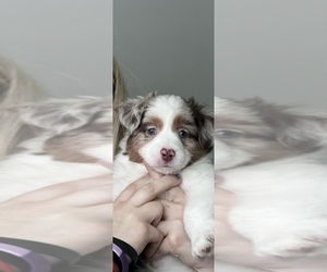 Miniature Australian Shepherd Puppy for sale in SWEETWATER, TN, USA