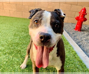 Mutt Dogs for adoption in Moreno Valley, CA, USA