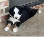 Puppy OAK Miniature Australian Shepherd