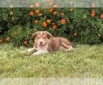 Small #4 Border Collie-Bordoodle Mix