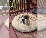 Small #3 Chihuahua Mix