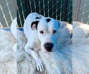 American Pit Bull Terrier Dogs for adoption in San Bernardino, CA, USA