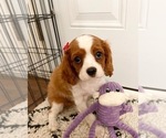 Small Photo #1 Cavalier King Charles Spaniel Puppy For Sale in BOX SPRINGS, CA, USA