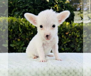 Medium Jack Russell Terrier Mix