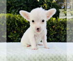 Small Jack Russell Terrier Mix