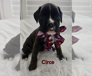 Boxer Puppy for sale in HILLSBORO, MO, USA