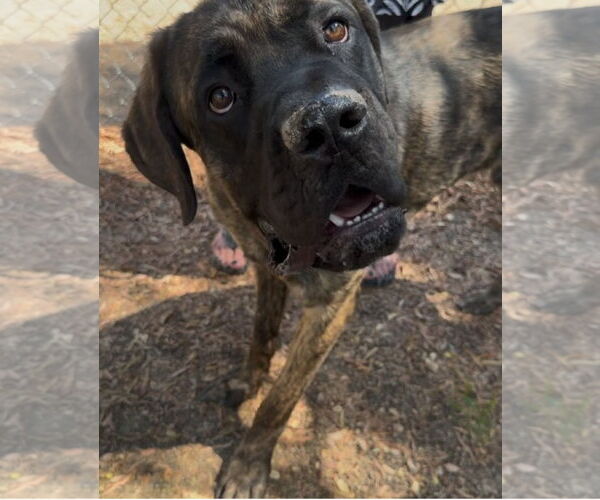Medium Photo #3 Mastiff Puppy For Sale in Goodyear, AZ, USA