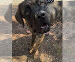 Small #2 Mastiff