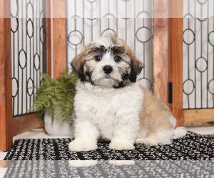 Zuchon Puppy for sale in NAPLES, FL, USA