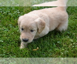 Small Photo #19 Golden Retriever Puppy For Sale in GREENWOOD, WI, USA