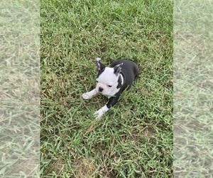 Boston Terrier Puppy for sale in SEBRING, FL, USA